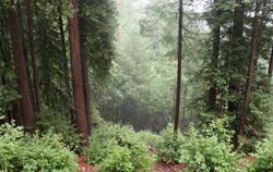 Picturesque view of Occidental, California