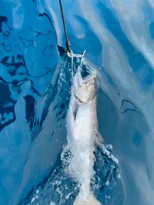 Chum Salmon caught while fishing in Ludington