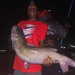 Blue Catfish caught in Michigan