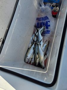 Fresh Spanish mackerel catch in Hampstead, NC.