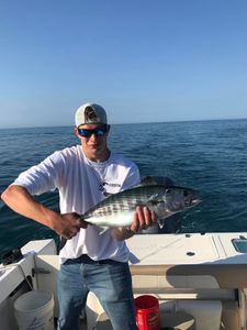 Catch of the day: Atlantic Bonito, 19 inches, in Hampstead