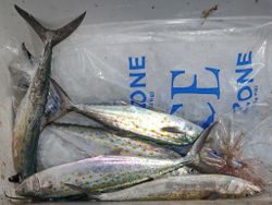 Spanish Mackerel in Hampstead, NC