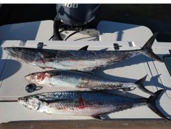 Three King Mackerel fish caught while fishing in Hampstead