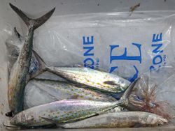 Three Spanish Mackerel caught while fishing in Hampstead