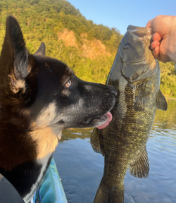 2 fish caught at Hummels Wharf during a fishing trip