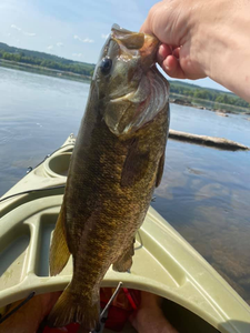 A tautog fish caught while fishing in PA