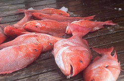 Four fish caught at Pensacola Beach