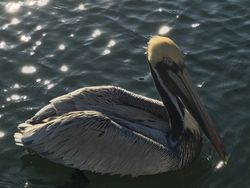 Swansboro pelican beauty