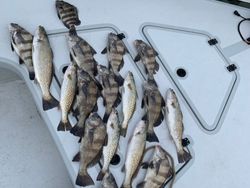 10 black drum fish caught at Cedar Point