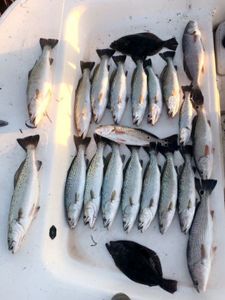 21 spotted weakfish and bluefish caught in NC