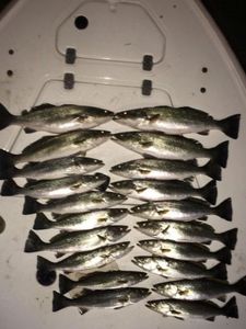 Swansboro night trout captures