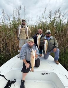 Fish-Species