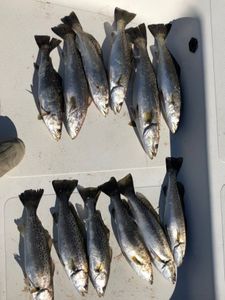 Swansboro trout gems.