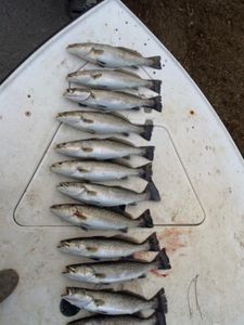 Swansboro trout abundance.
