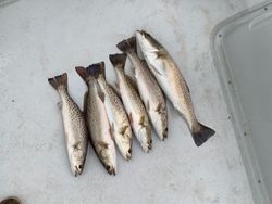 Trout capture of the day in NC coastal waters.