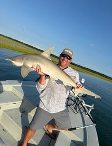 Atlantic Sharpnose Shark at Cedar Point