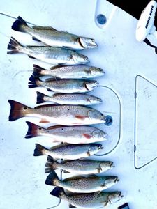 7 spotted weakfish caught in fishing in NC