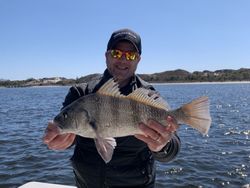 Photograph of a large black drum fish caught at Cedar Point