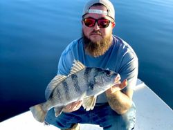 Photograph of a fisherman with a black drum fish caught at Cedar Point