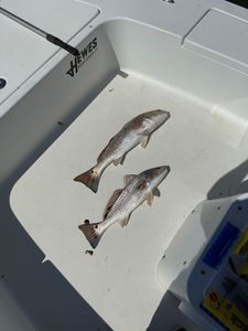Two black drum fish caught in NC