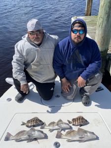 4 black drum and sheepshead fish caught in NC