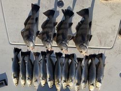 17 black drum and spotted weakfish caught while fishing in NC