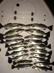 Impressive catch of 11 fish in NC