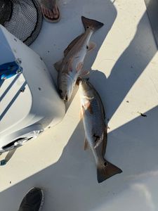 Two fishermen reeling in their catch at Cedar Point