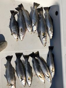 9 spotted weakfish caught at Cedar Point