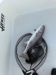 Redfish caught in Cedar Point