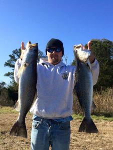 Two spotted weakfish, 30 inches long, caught at Cedar Point
