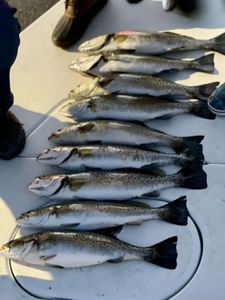 8 spotted weakfish caught at Cedar Point