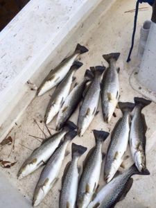 7 spotted weakfish caught at Cedar Point