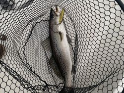 Spotted weakfish caught fishing in NC