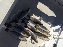 7 spotted weakfish caught in NC