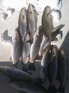 9 spotted weakfish, spanish mackerel caught while fishing in NC