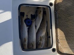 A trio of spotted weakfish caught in the waters of Cedar Point