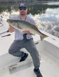 Striped bass caught by angler in NC