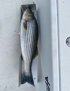 Striped bass caught at Cedar Point