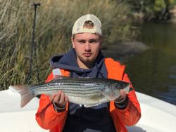 Striped bass caught in NC
