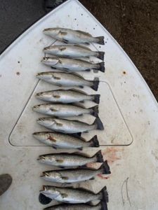 9 fish caught while fishing in NC