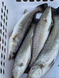 Two Spotted Weakfish in Cedar Point