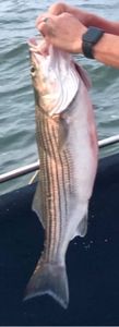 Striped bass fishing in OK