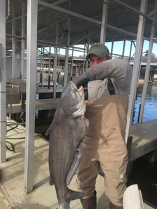 Catch of the day: Blue Catfish, 29 inches, OK location