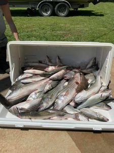 Two striped bass caught while fishing in OK