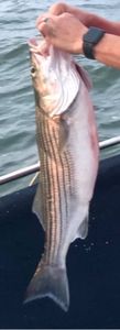 Thrills and Skills: Striper Fishing Triumph