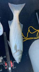 A white bass fish caught in the waters of Kingston