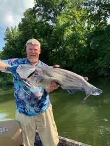 Angler with big blue catfish caught in Tennessee