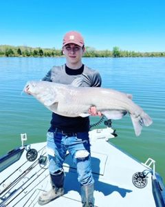 Blue Catfish measuring 31 inches caught at Watts Bar Lake
