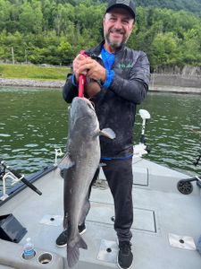 Hardhead Sea Catfish caught at Watts Bar Lake